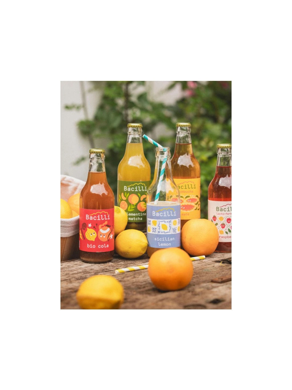 Bacilli - Kombucha